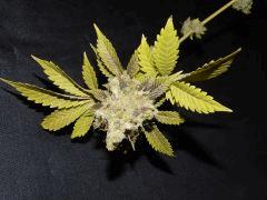 Flo 83 Paradise Seeds Opium (22)
