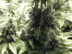 Paradise Seeds Opium Flo 60 (4)