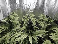 Paradise Seeds Opium (1)