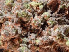 Flo80 cut2  Opium Paradise Seeds (17)