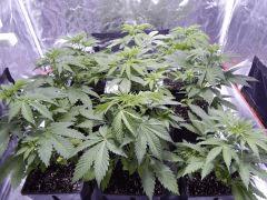 Opium Paradise Seeds (5)