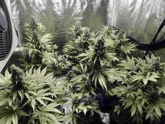 Paradise Seeds Opium Flo 60 (2)