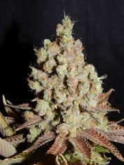 Flo 83 Paradise Seeds Opium (23)