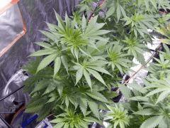 Opium Paradise seeds Ps (3)
