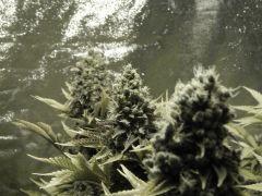Paradise Seeds Opium Flo 64 (21)
