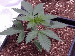 Opium Paradise seeds P  (7)