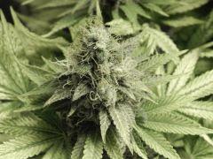 Paradise Seeds Opium Flo 64 (12)