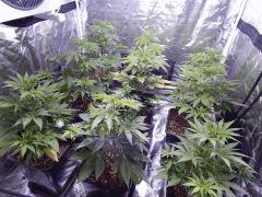 Opium Paradise Seeds rempot (13)