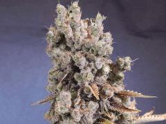 Opium Paradise Seeds Cut (1)