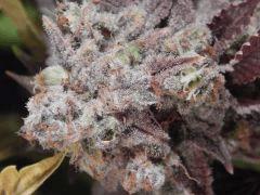 Flo80 cut2  Opium Paradise Seeds (16)