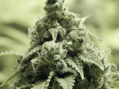 Paradise Seeds Opium Flo50 (17)