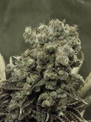 Paradise Seeds Opium  (12)