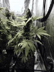 Paradise Seeds Opium  (1)