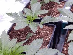 Opium Paradise seeds (10)