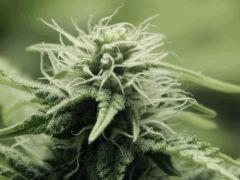Paradise Seeds Opium (11)