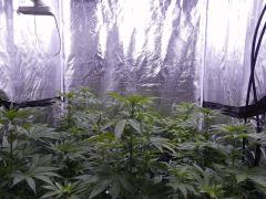 Opium Paradise seeds As (10)