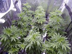 Opium Paradise seeds Ps (2)