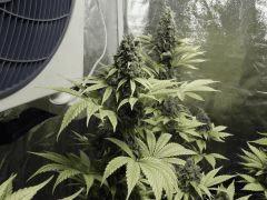 Paradise Seeds Opium Flo 60 (30)