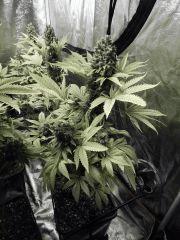 Paradise Seeds Opium  (19)