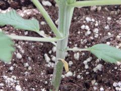 Opium Paradise Seeds taille (1)