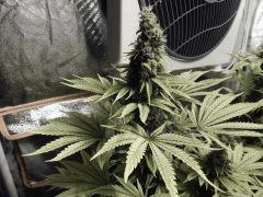 Paradise Seeds Opium Flo 60 (25)