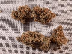 Opium Paradise Seeds Report (27)