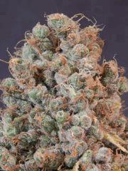 Opium Paradise Seeds Cut (17)