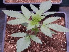 Opium Paradise seeds P  (8)