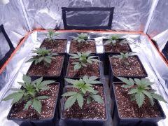 Opium Paradise seeds P  (1)