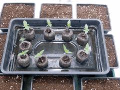 JDC Opium Paradise seeds (1)