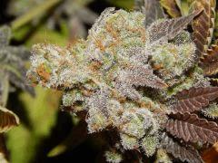 Flo80 cut2  Opium Paradise Seeds (11)