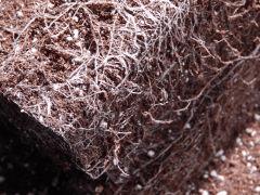 Opium Paradise Seeds rempot (6)