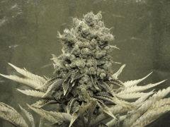 Paradise Seeds Opium  (6)