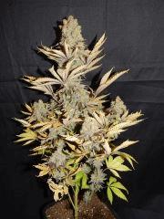Flo80 cut2  Opium Paradise Seeds (5)