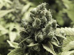 Paradise Seeds Opium  (13)