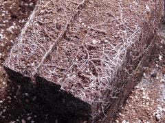 Opium Paradise Seeds rempot (2)