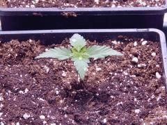 JDC Opium Paradise seeds (6)