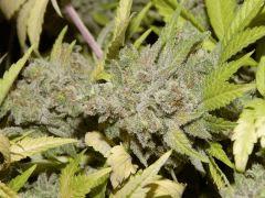 Flo 83 Paradise Seeds Opium (15)