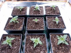 JDC Opium Paradise seeds (9)