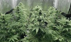 Paradise Seeds Opium Flo (1)