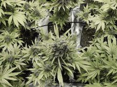 Paradise Seeds Flo68 (18)