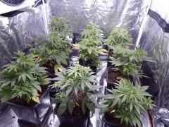 Opium Paradise Seeds rempot (8)