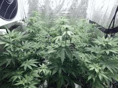Paradise Seeds Opium pistils (1)