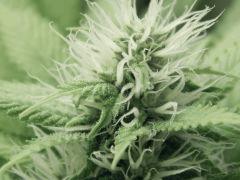 Paradise Seeds Opium (9)