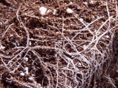 Opium Paradise Seeds rempot (4)