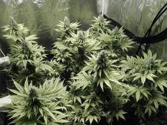 Paradise Seeds Opium Flo middle (1)