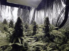 Paradise Seeds Opium Flo 64 (1)