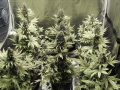 Paradise Seeds Flo68 (21)