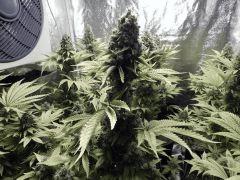 Paradise Seeds Opium Flo 60 (26)