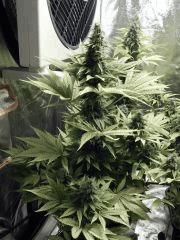 Paradise Seeds Opium Flo middle (4)